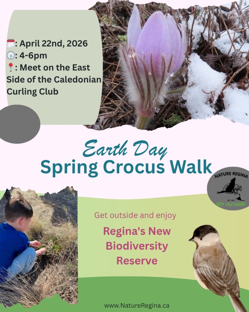 Earth Day Spring Crocus Walk: Discover Regina’s New Biodiversity Reserve