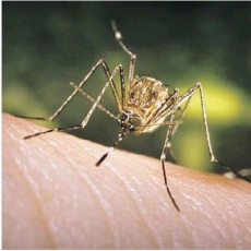West Nile Virus Risks Rise!  How to Protect Yourself and Your Family!