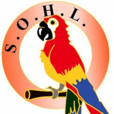 SOHL's Volunteer Program: Calling for Committee Members 